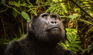 Gorilla Gaze Gorilla Gaze