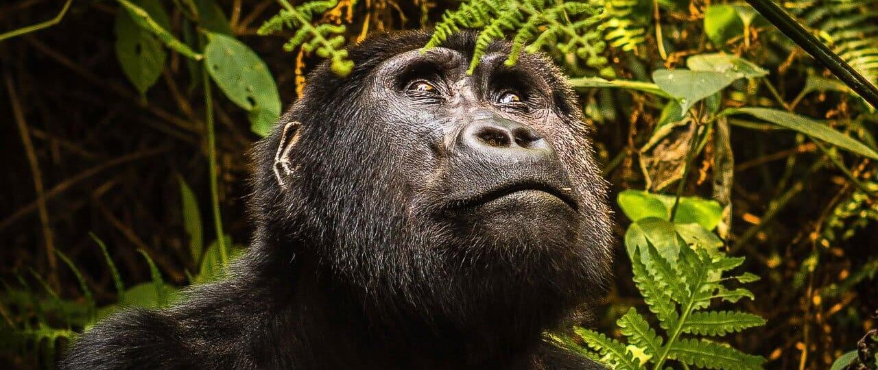 gorilla trekking, gorilla trekking experience, traveler reviews gorilla trek, Uganda safari testimonials, mountain gorillas Uganda