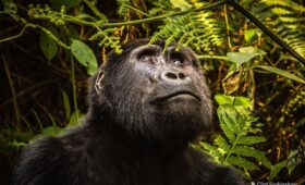 gorilla trekking, gorilla trekking experience, traveler reviews gorilla trek, Uganda safari testimonials, mountain gorillas Uganda
