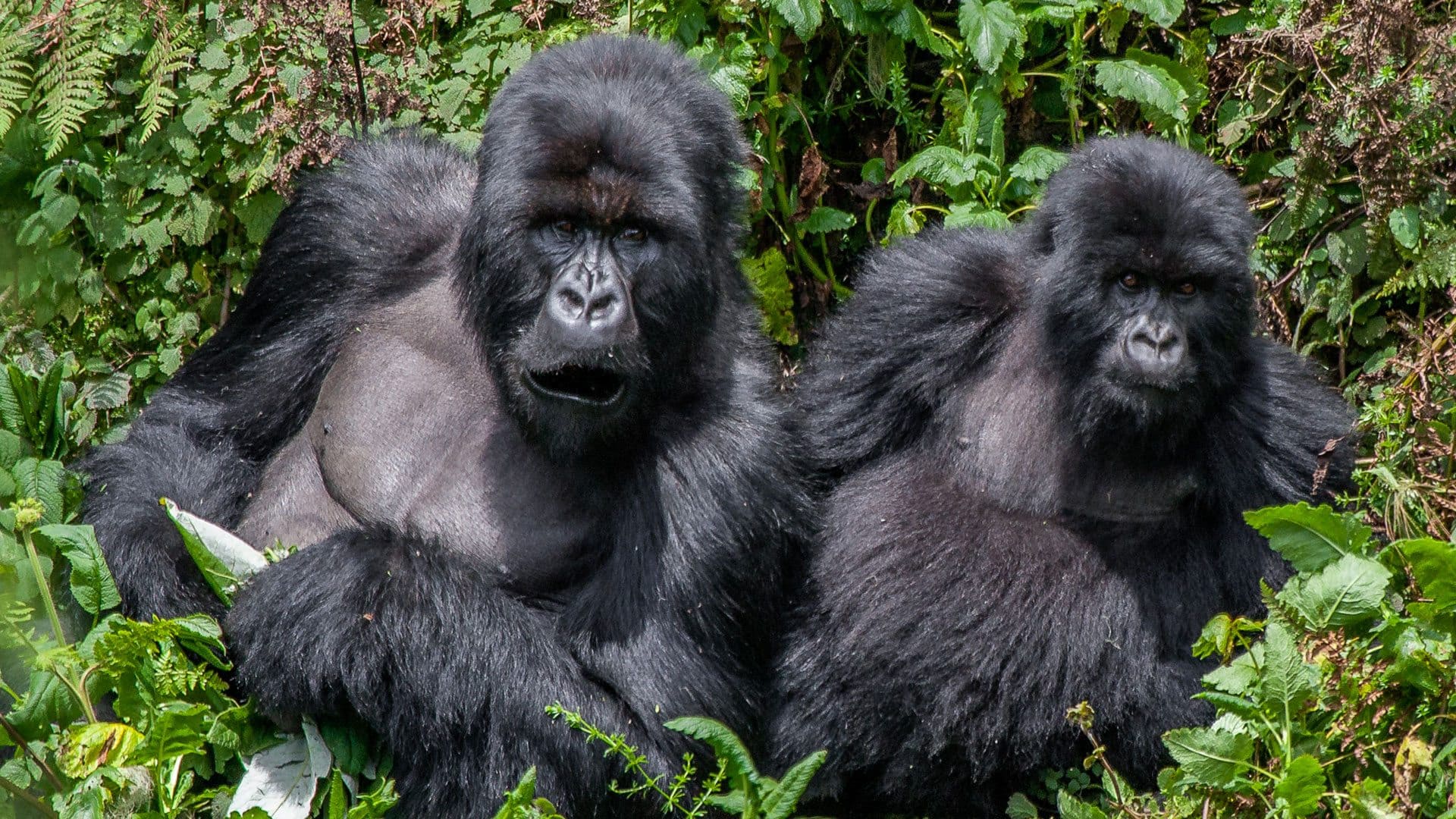 Magical-encounters-with-the-mountain-gorillas-of-Bwindi