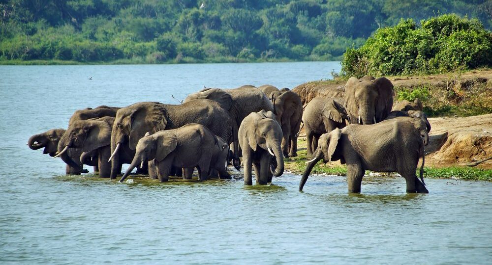 Murchison Falls and Queen Elizabeth, best safari park Uganda, compare Uganda national parks, Murchison wildlife tour, Queen Elizabeth tree-climbing lions, Uganda big 5 parks, game drives Uganda, safari boat cruise, safari comparison Uganda, nature parks Uganda, Murchison Falls, Queen Elizabeth