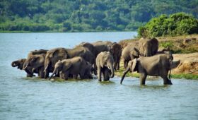 Murchison Falls and Queen Elizabeth, best safari park Uganda, compare Uganda national parks, Murchison wildlife tour, Queen Elizabeth tree-climbing lions, Uganda big 5 parks, game drives Uganda, safari boat cruise, safari comparison Uganda, nature parks Uganda, Murchison Falls, Queen Elizabeth