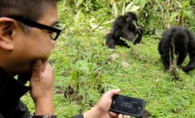 gorilla trekking in Bwindi, Uganda gorilla permit, Bwindi forest trail, mountain gorilla Uganda, gorilla safari tips, Bwindi gorilla group, trekking gear Uganda, packing for gorilla trek, Uganda eco-tourism, Bwindi trek experience