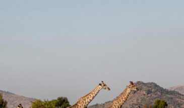 Giraffe Strides Giraffe Strides