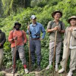 Trekking through dense rainforest to encounter endangered mountain gorillas in their natural habitat, guided by expert rangers.