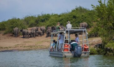 Elephant sightseeing Elephant sightseeing