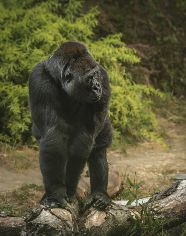 vertical-shot-of-a-giant-gorilla-standing-on-all-fours-in-a-forest
